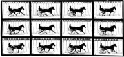 Figure 4. – Trot. – 727 mètres à la minute.